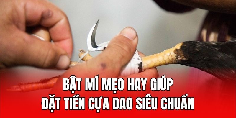 Bật mí mẹo hay giúp đặt tiền cựa dao siêu chuẩn