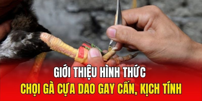 Giới thiệu hình thức chọi gà cựa dao gay cấn, kịch tính