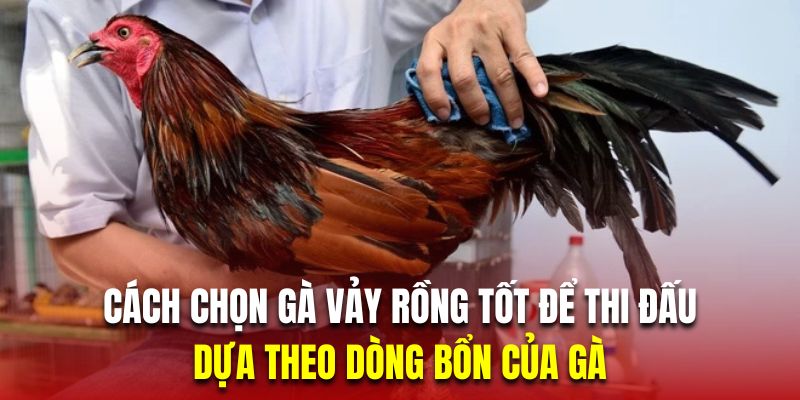 Người chơi khi chọn kê đá vảy rồng cần chú ý nhiều đến dòng bổn