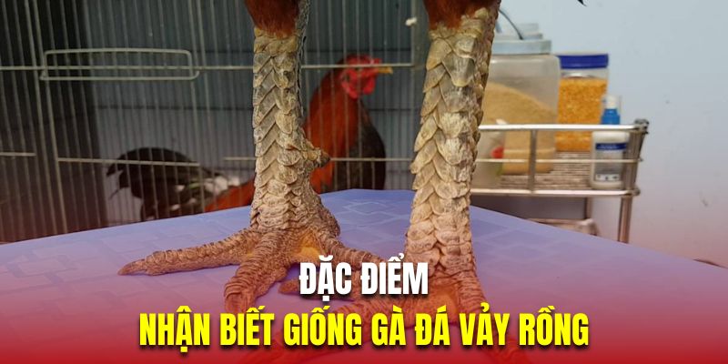 Gà vảy rồng sở hữu lớp vảy chân xù xì, cùng đường rãnh rõ nét