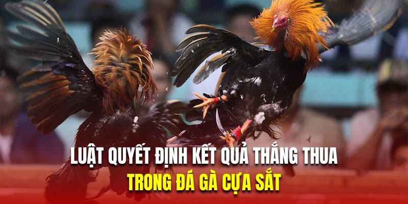 Luật quyết định kết quả thắng thua trong đá gà cựa sắt