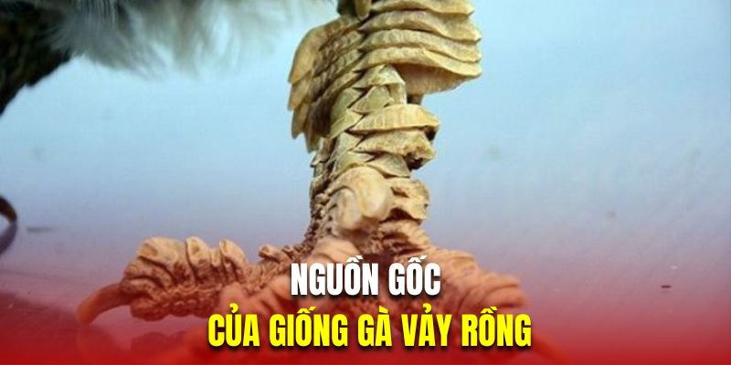 Kê vảy rồng là kết quả lai tạo ngẫu nhiên của nhiều hộ gia đình nuôi gà đá